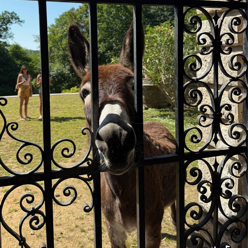 Hector the Donkey